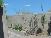 attractive desert plants