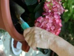 close-up of hands using trowel to plant flowers