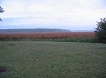 farm field with trees on distant horizon