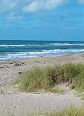sandy beach and dune