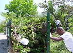 two men loading cut tree branches into dumpster