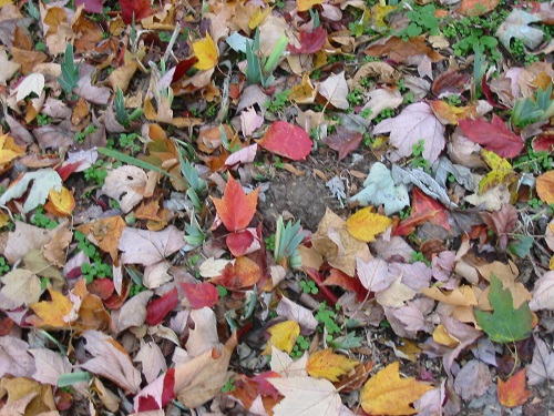 large variety of autumn leaves available in conservation area large variety of autumn leaves available in conservation area