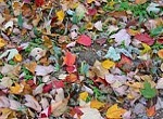 colorful leaves on the ground