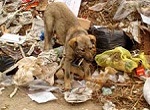 dog rooting through dump
