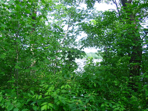 trees framing Missouri River trees framing Missouri River
