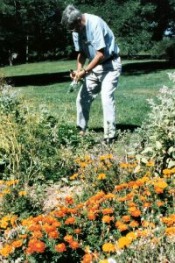 senior citizen volunteer caring for park garden area