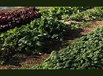various greens and red lettuce in community garden